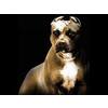 CROSSFIT BULLY BREED